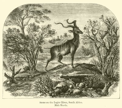 Szene am Logier-Fluss, Südafrika, Männlicher Kudu von E. Jennings